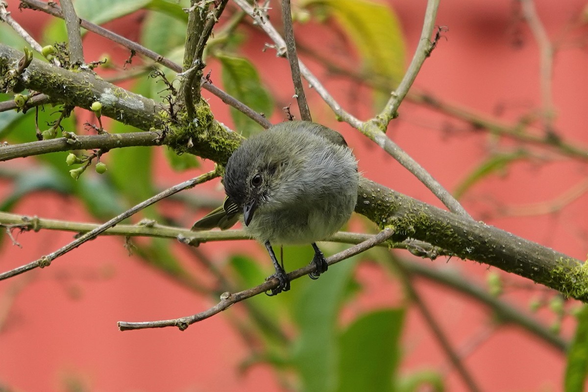 Mistletoe Tyrannulet - Mark Otnes