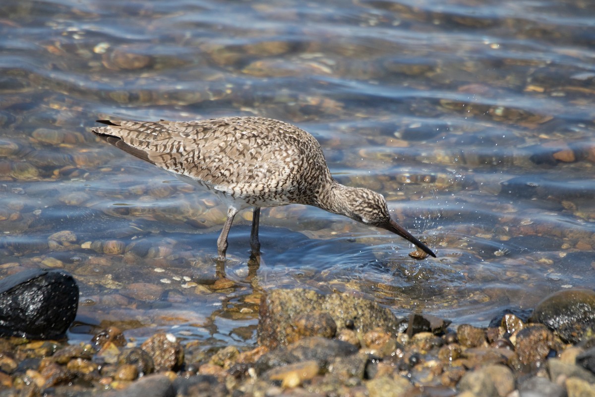 Willet - Kelly Krechmer