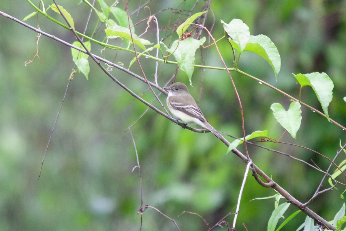 Alder Flycatcher - ML573235521