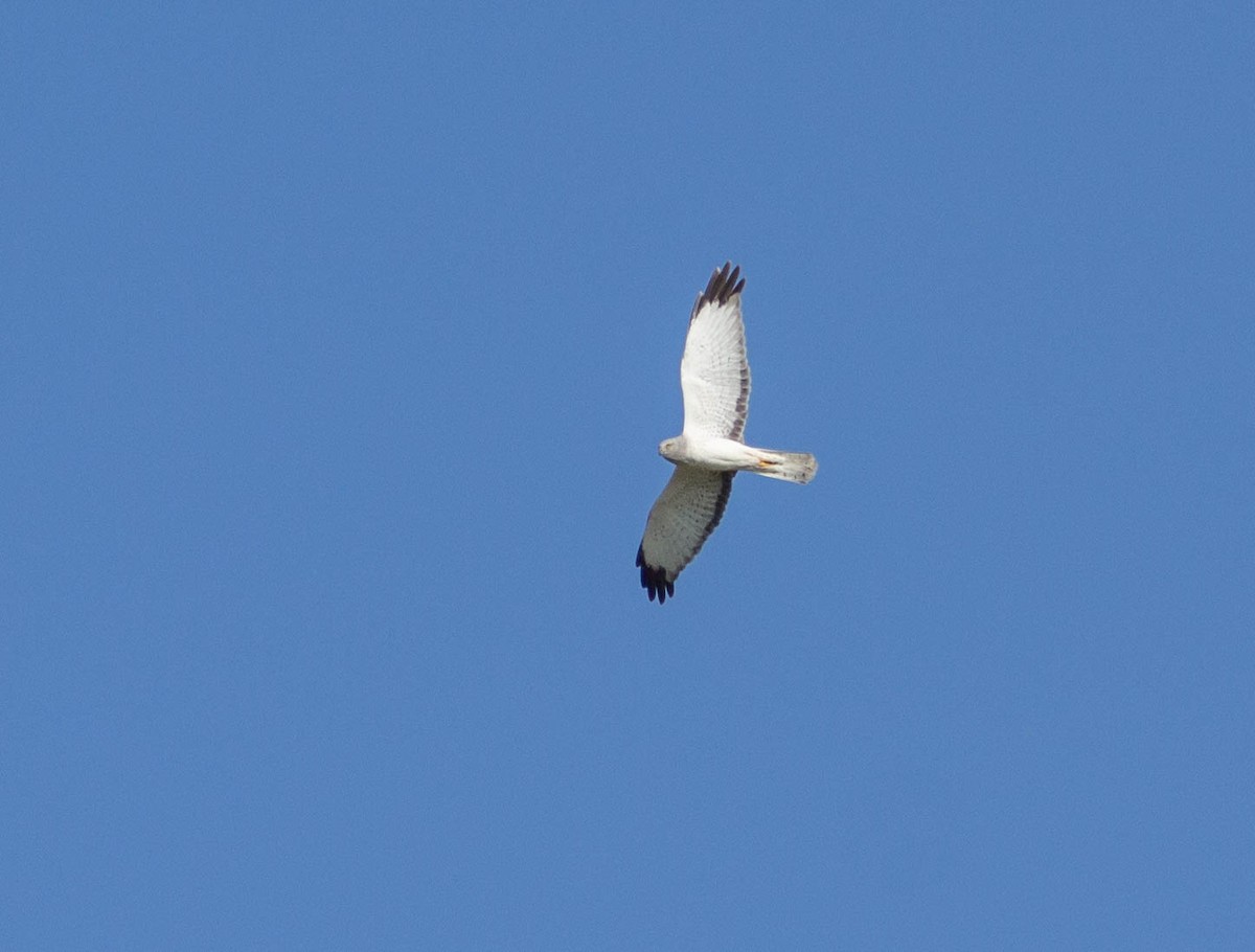 Northern Harrier - ML573236321