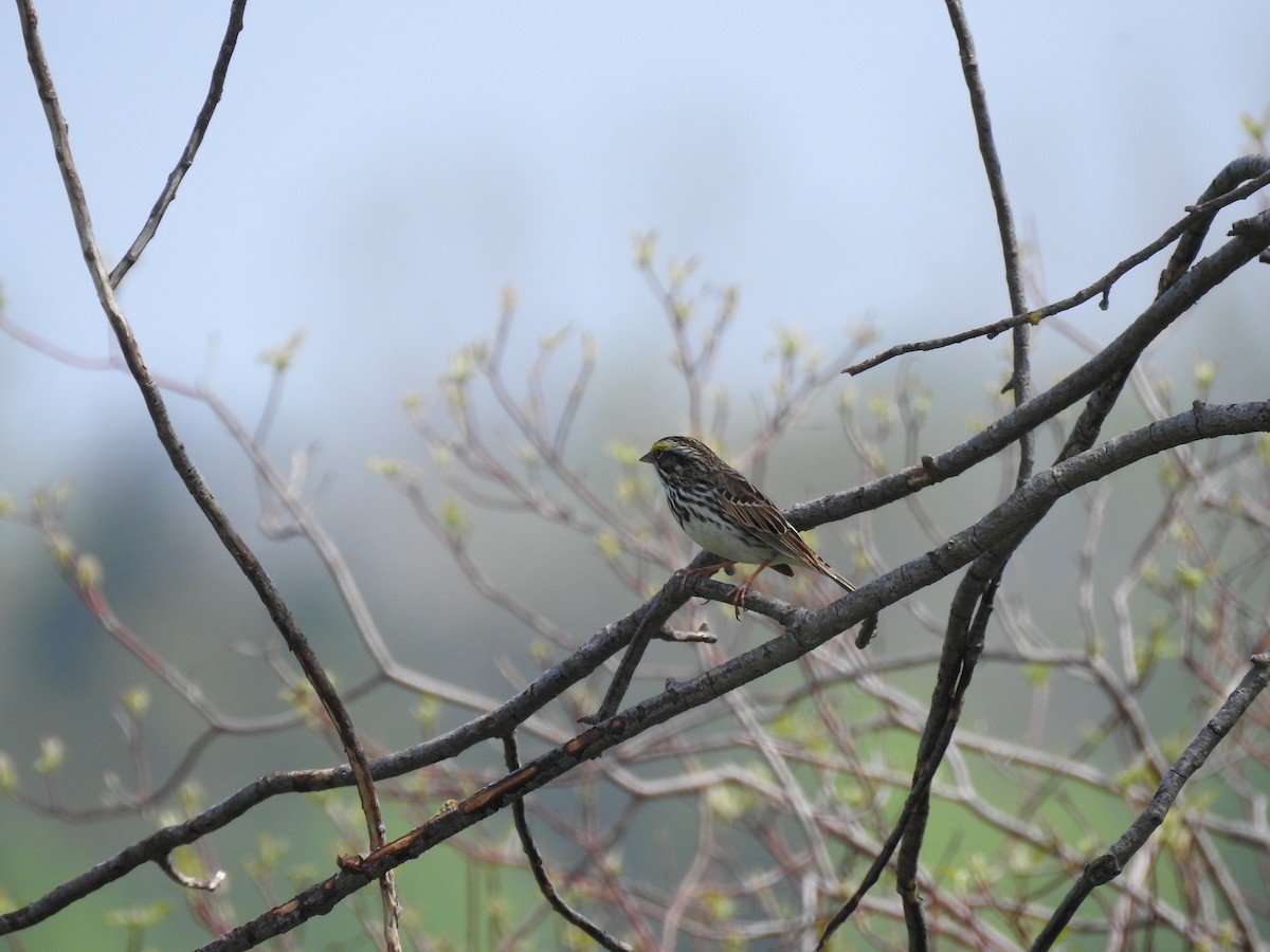 Savannah Sparrow - ML573236681