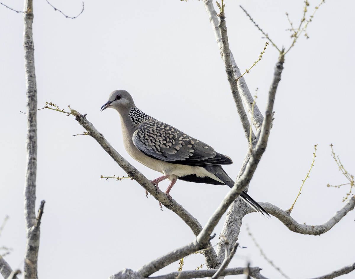 Spotted Dove - ML573237831