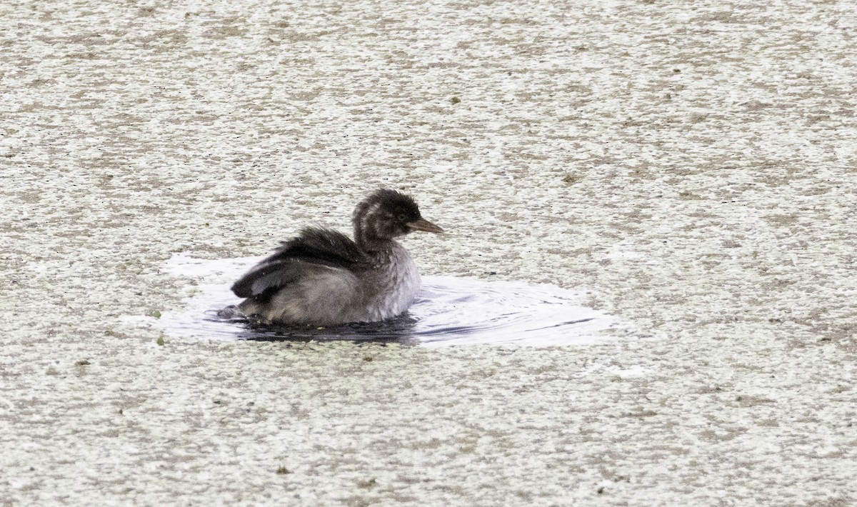 Little Grebe - ML573237861