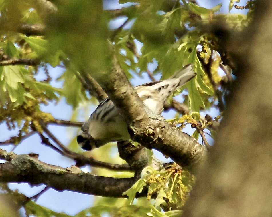 Black-and-white Warbler - ML573238221