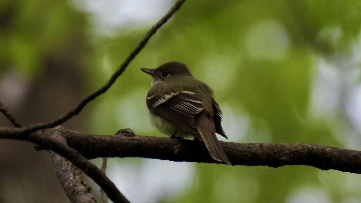 tyranovec zelenavý - ML573238401