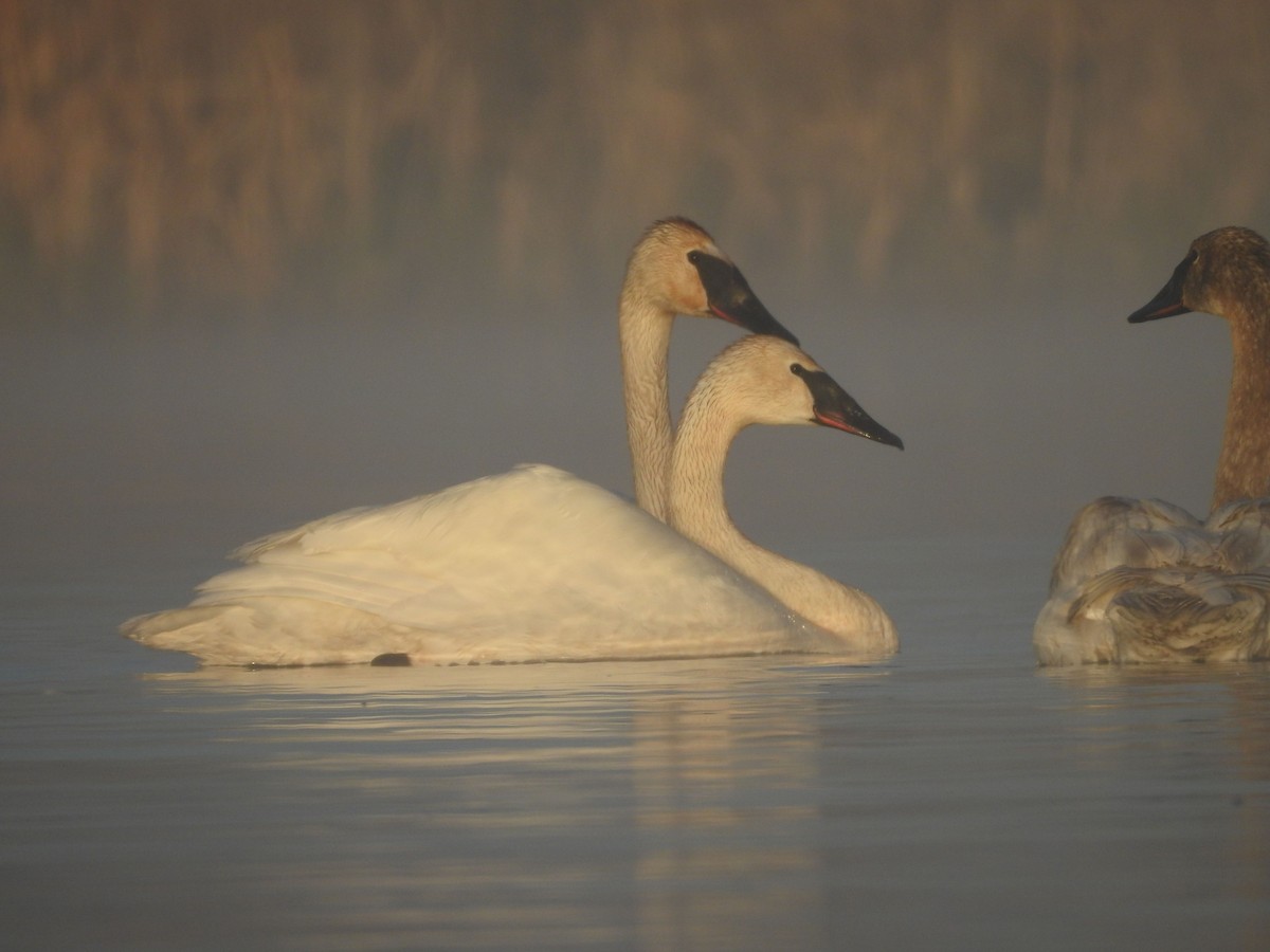 Trompeterschwan - ML573238961