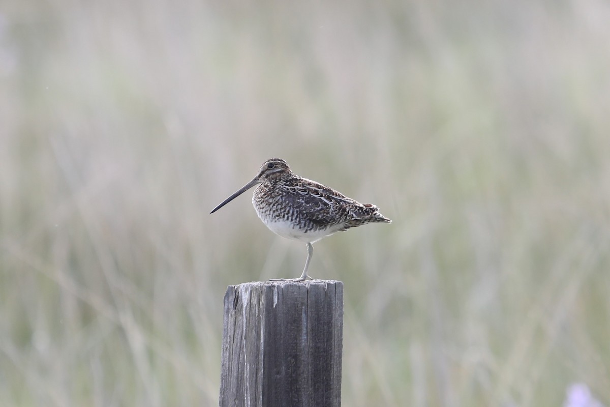 Wilson's Snipe - ML573239141