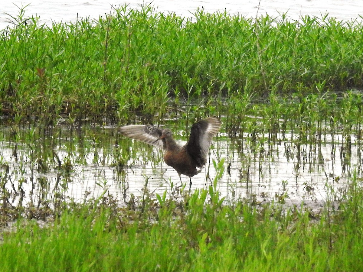 Hudsonian Godwit - ML573239291