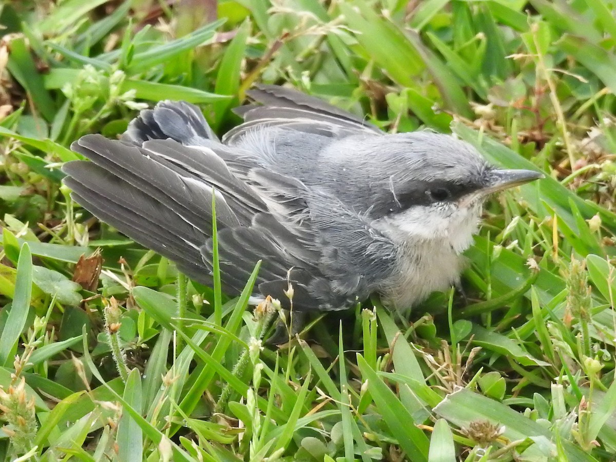 Brown-headed Nuthatch - ML573239461