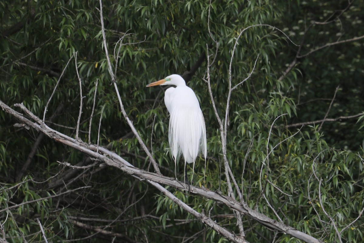 Great Egret - ML573239511