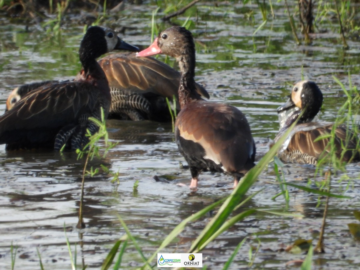 Black-bellied Whistling-Duck - ML573240821