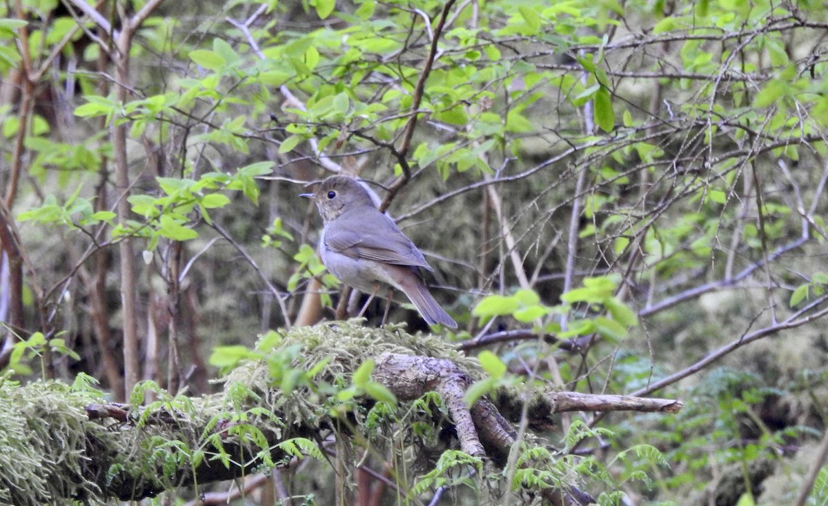 Swainson's Thrush - ML573240941