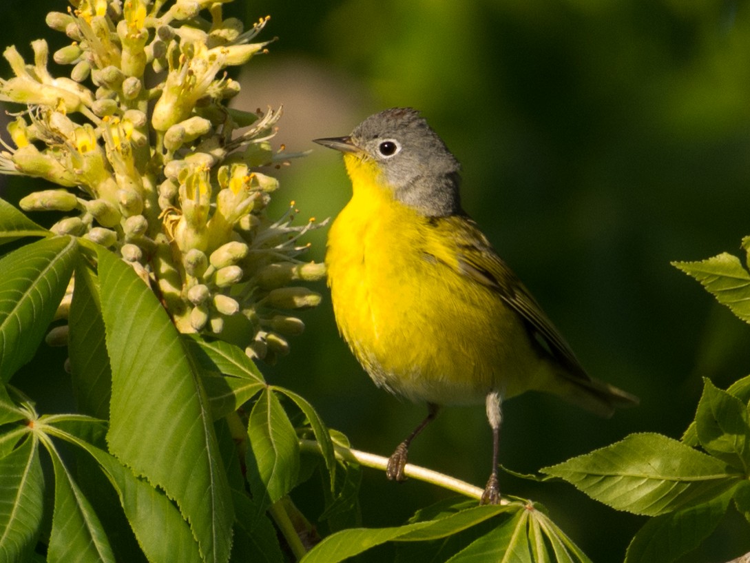 Nashville Warbler - T I