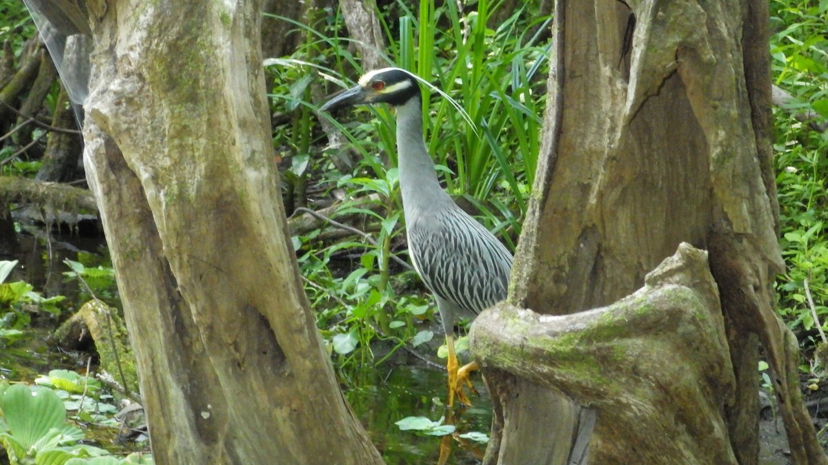 Yellow-crowned Night Heron - ML573241051