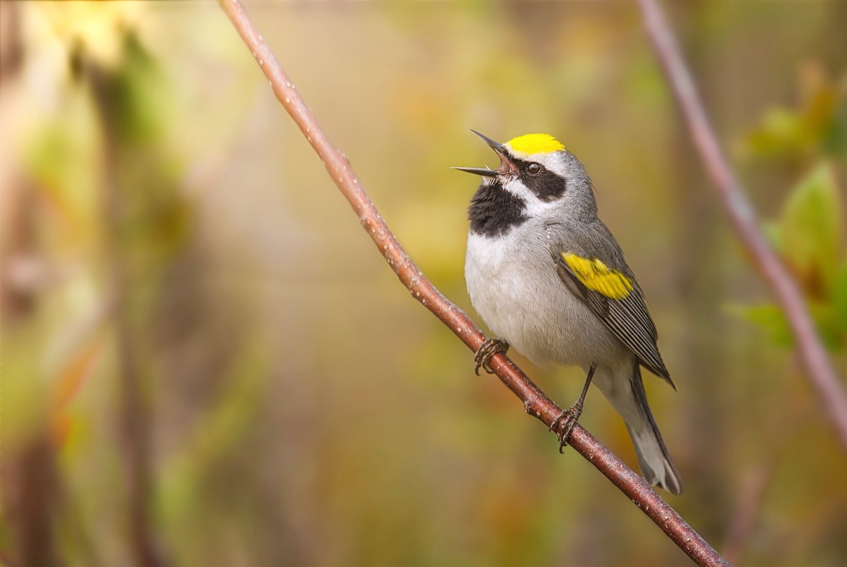 Golden-winged Warbler - ML573241091