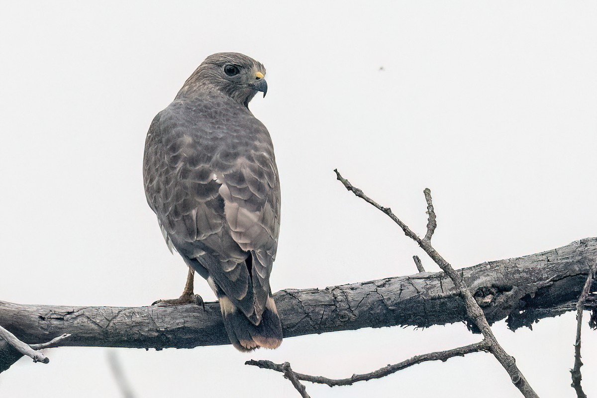 Broad-winged Hawk - ML573241741