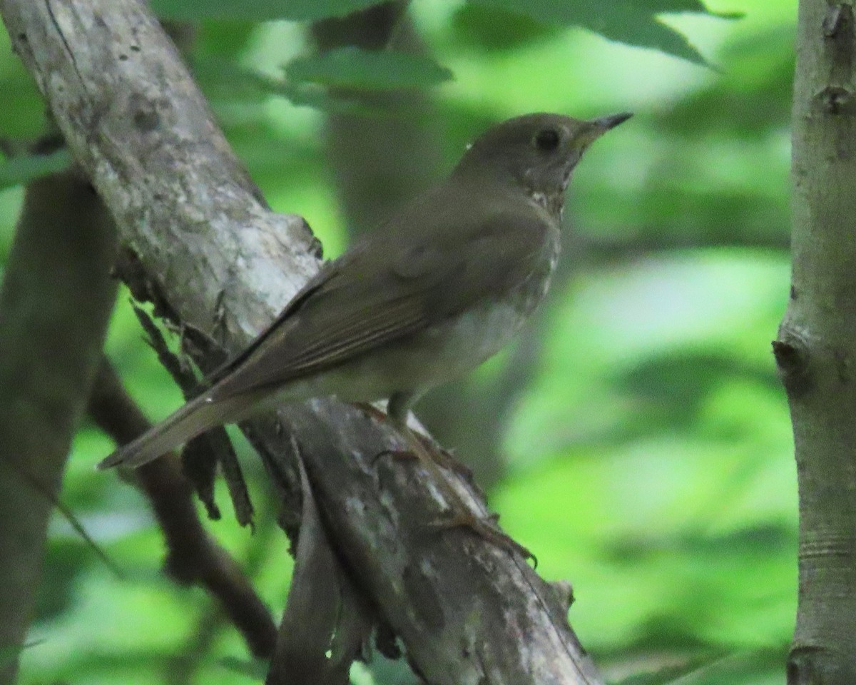 Gray-cheeked Thrush - ML573242281