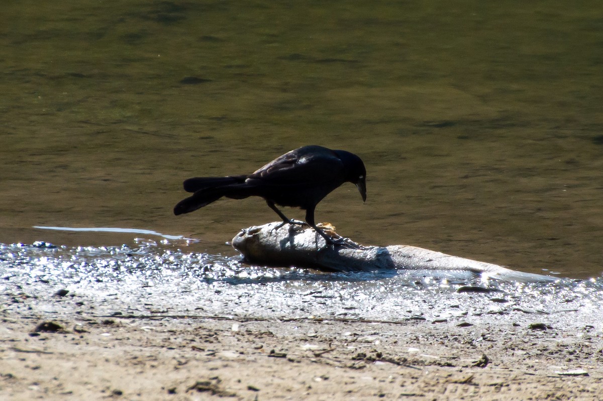 Common Grackle - ML573242631