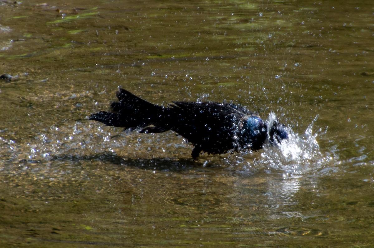 Common Grackle - ML573242641