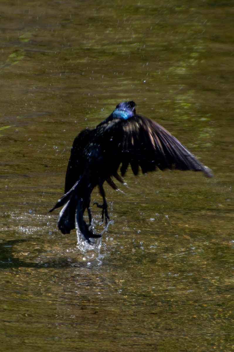 Common Grackle - ML573242651