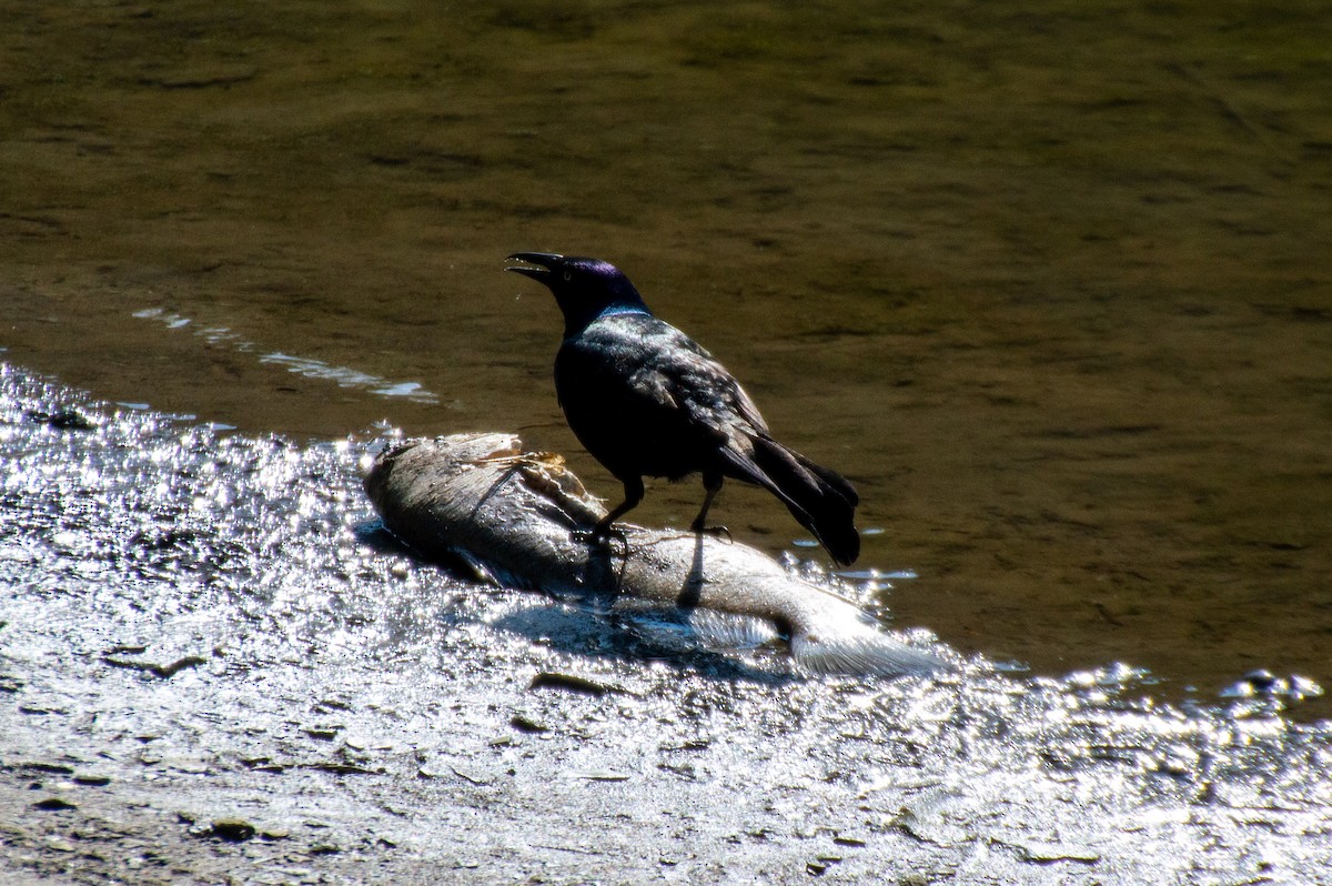 Common Grackle - Anonymous