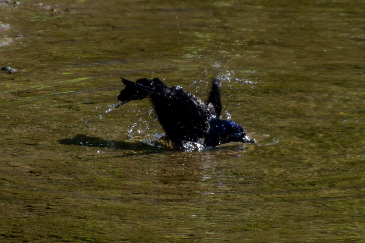 Common Grackle - Anonymous