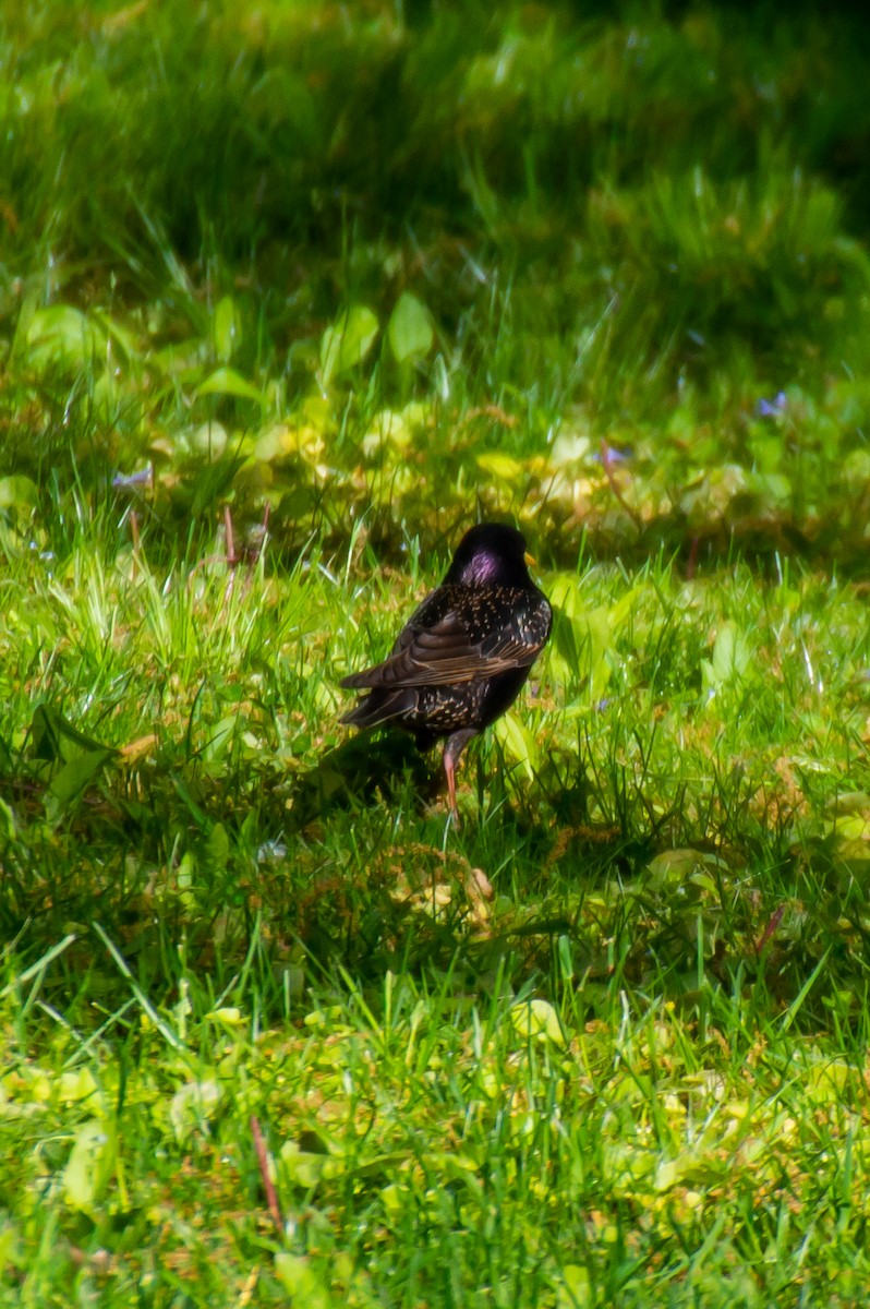 European Starling - ML573242811