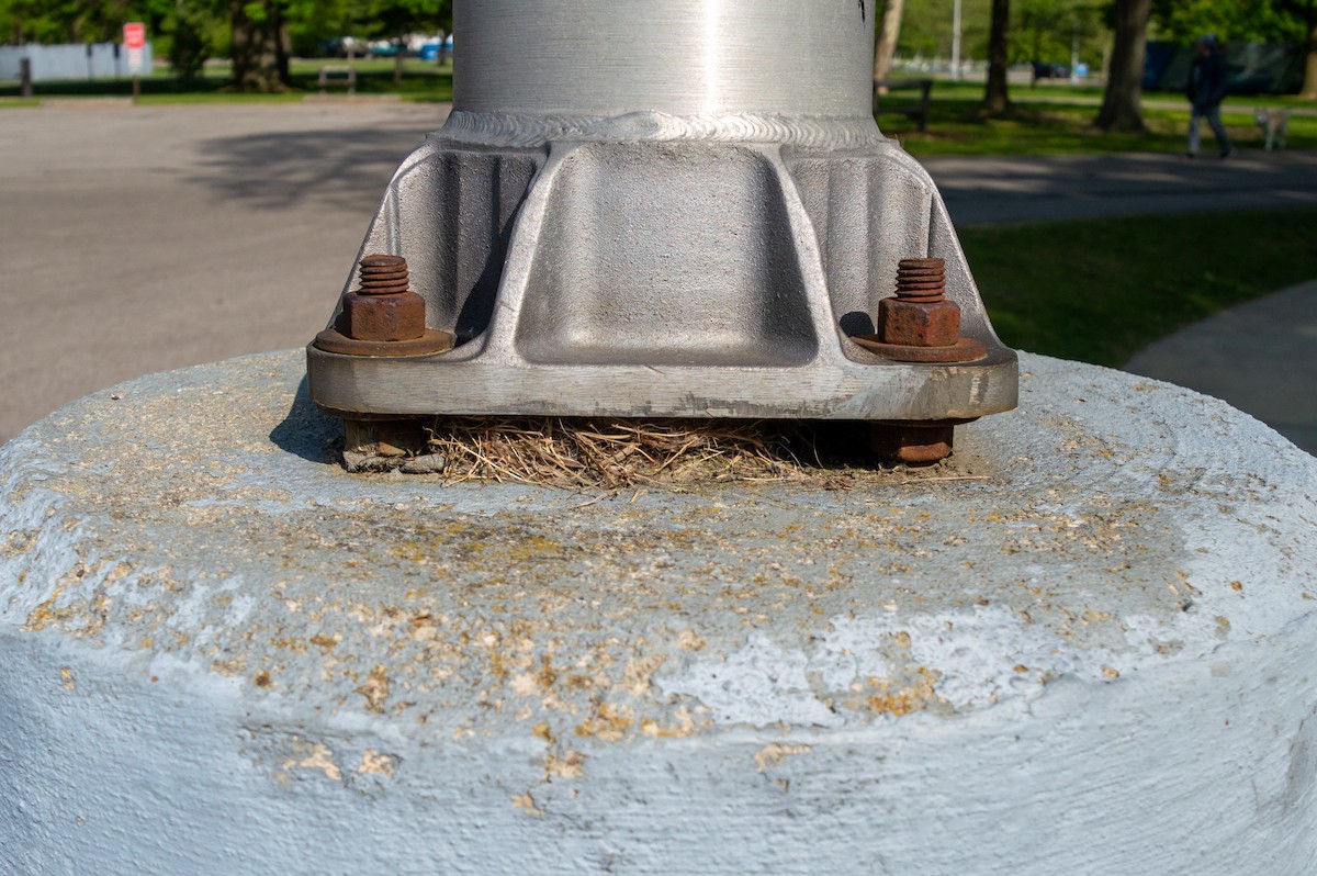 House Sparrow - ML573242911