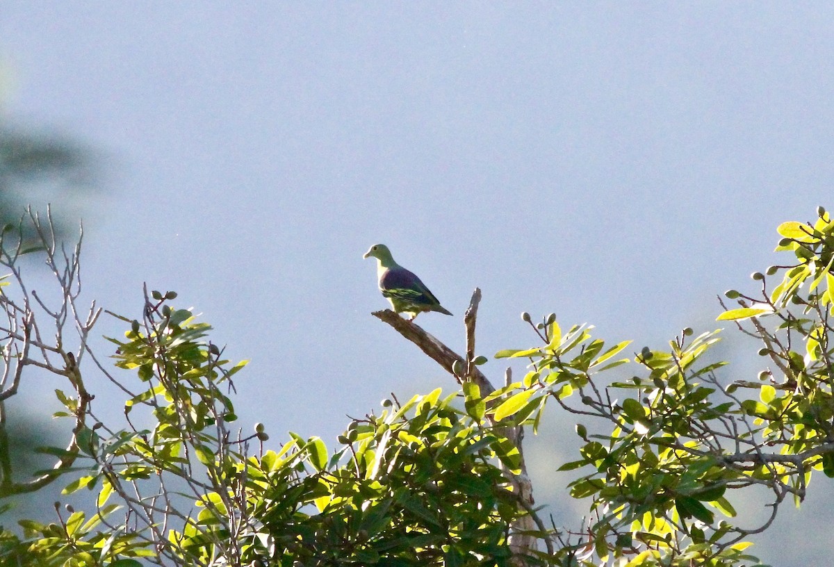 Серощёкий зелёный голубь - ML57324351