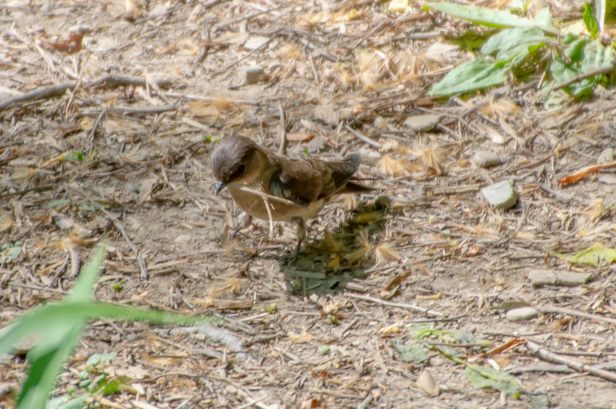 Northern Rough-winged Swallow - ML573244691