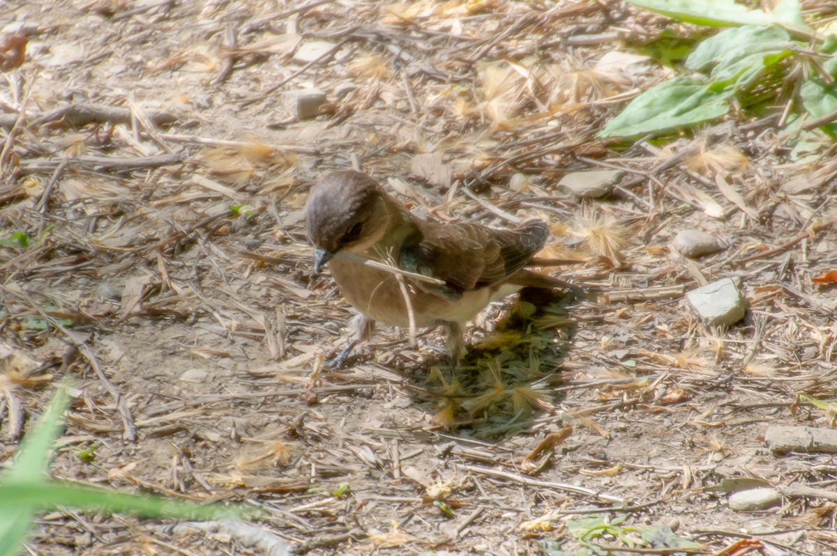 Northern Rough-winged Swallow - Anonymous