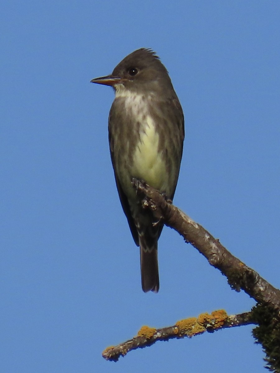 Olive-sided Flycatcher - ML573244881