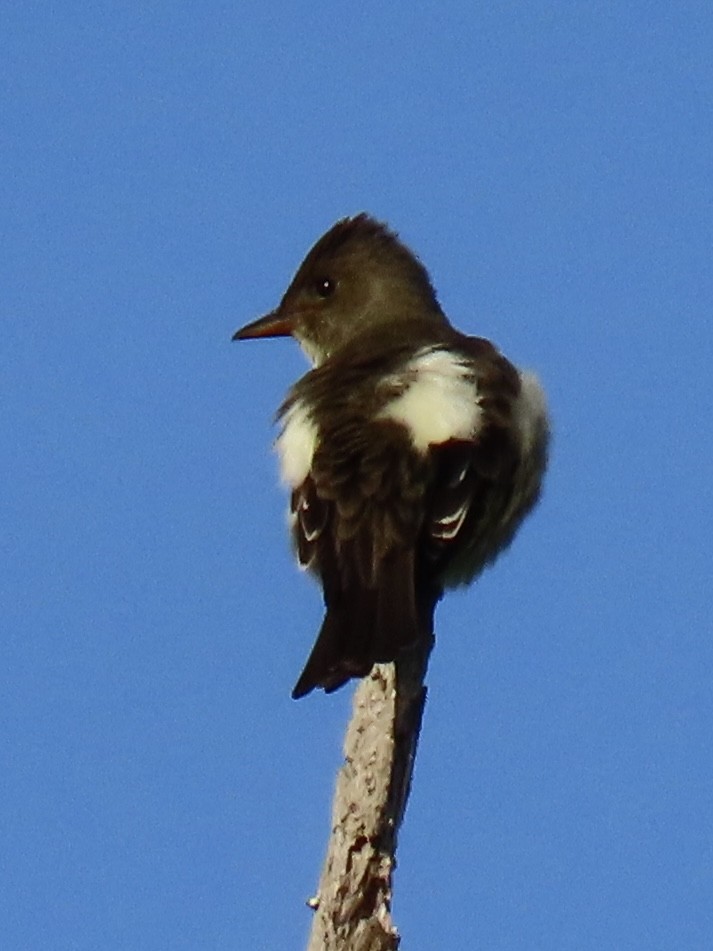 Olive-sided Flycatcher - ML573244891