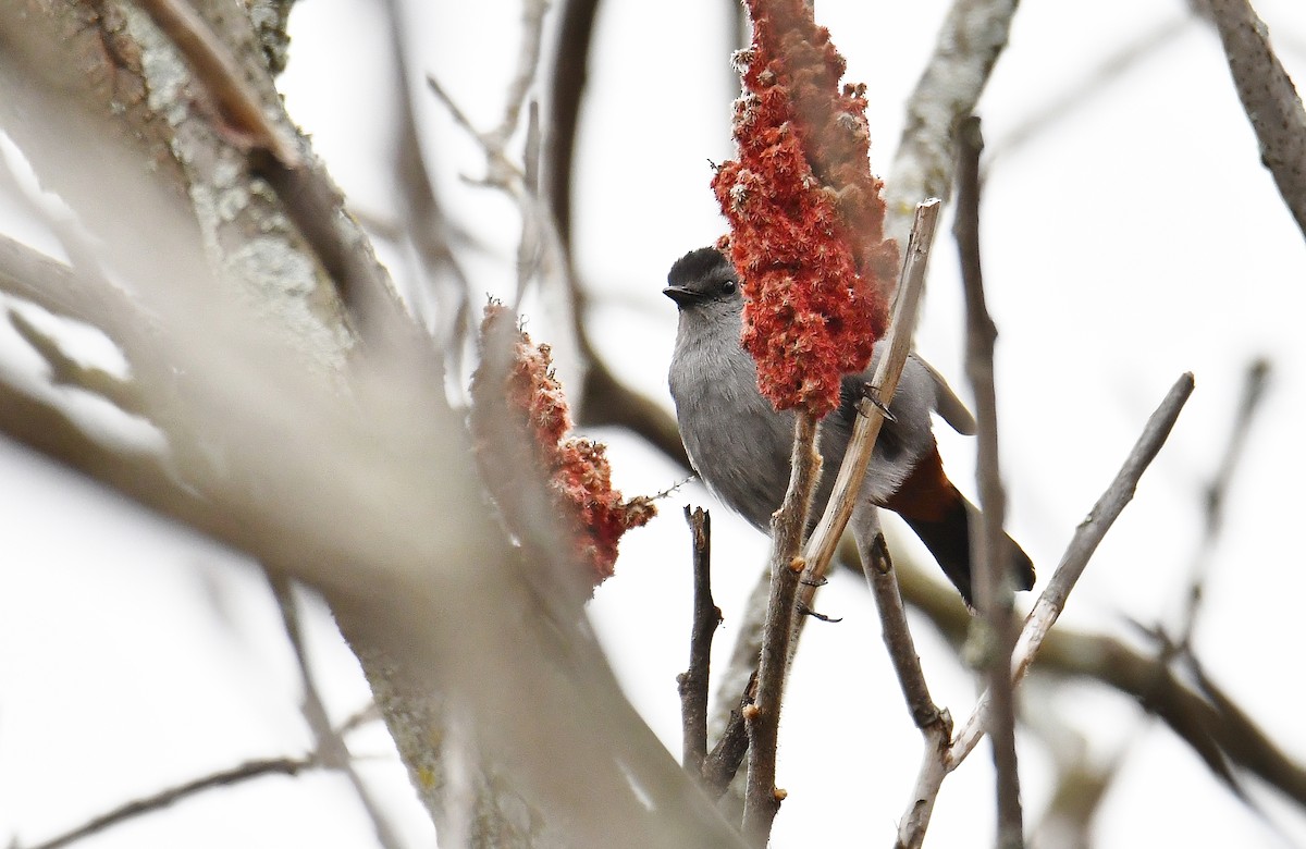 Gray Catbird - ML57324521