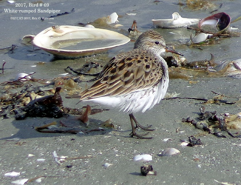 White-rumped Sandpiper - ML57324541