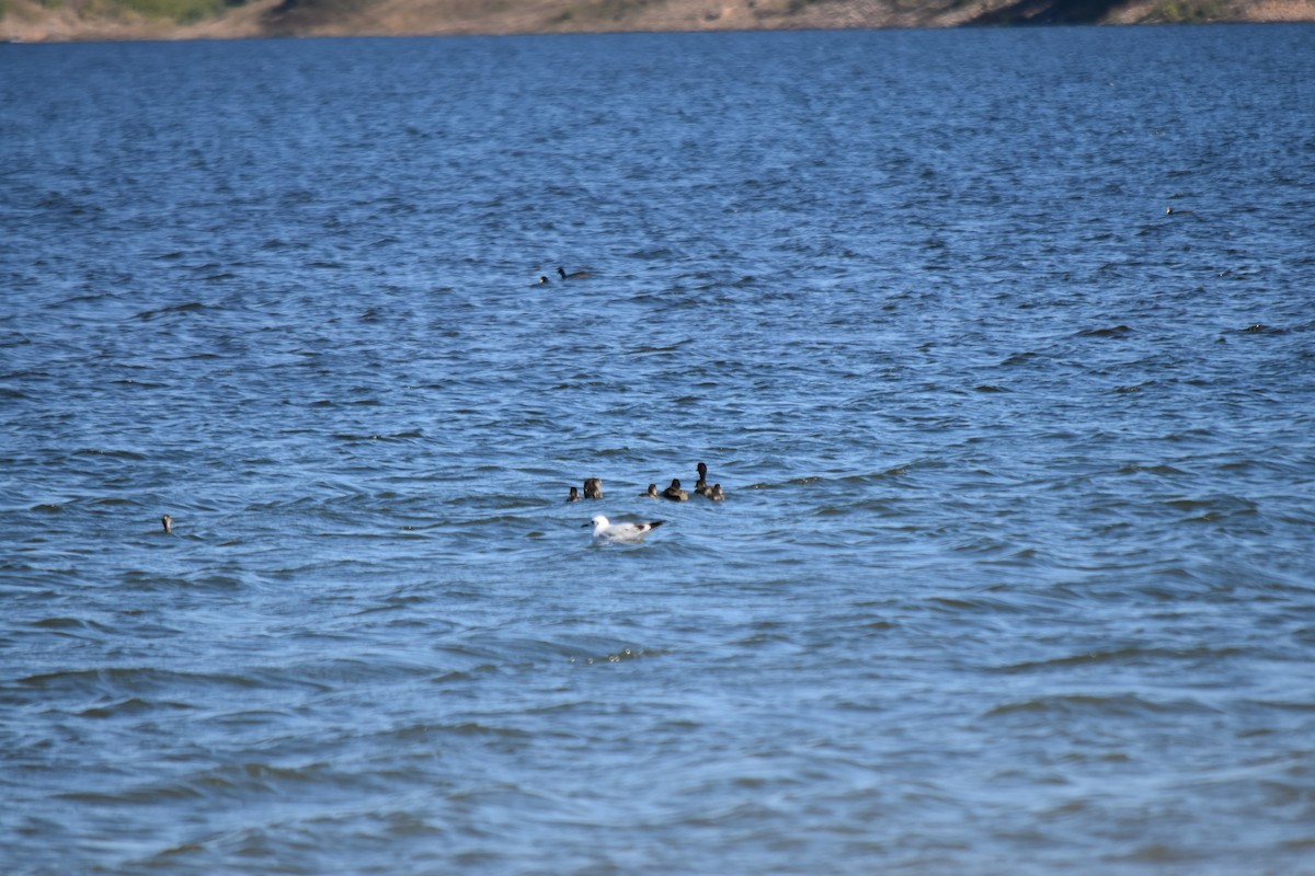 Andean Gull - ML573245571