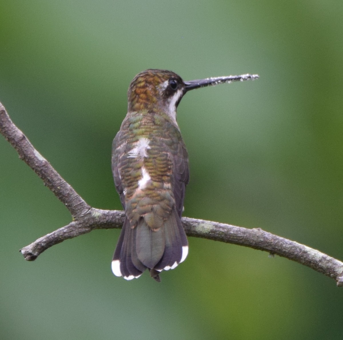 Plain-capped Starthroat - ML573246351