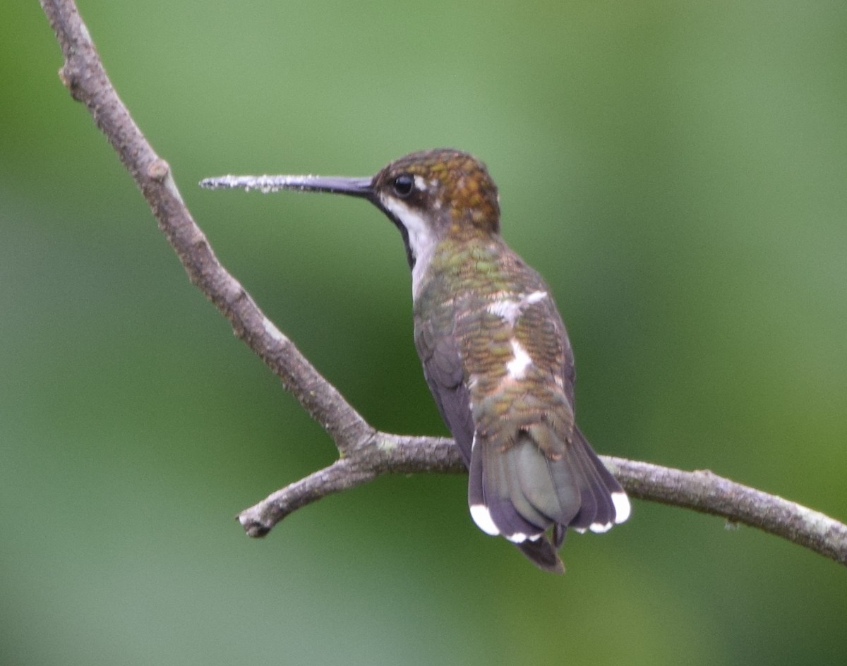 Plain-capped Starthroat - Zuly Escobedo / Osberto Pineda