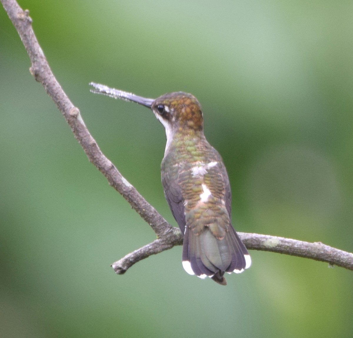 Plain-capped Starthroat - ML573246371