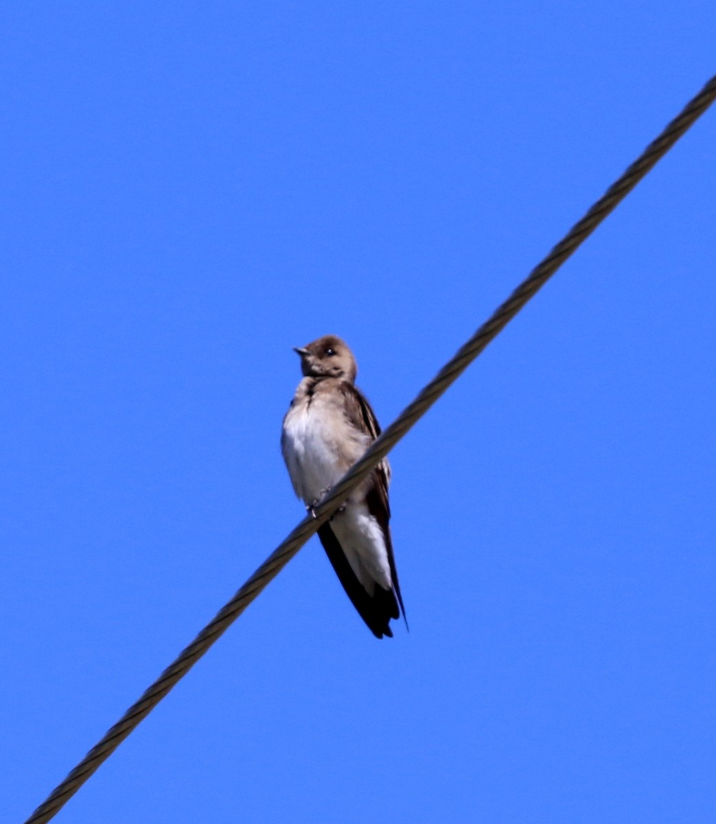 Northern Rough-winged Swallow - ML573248661
