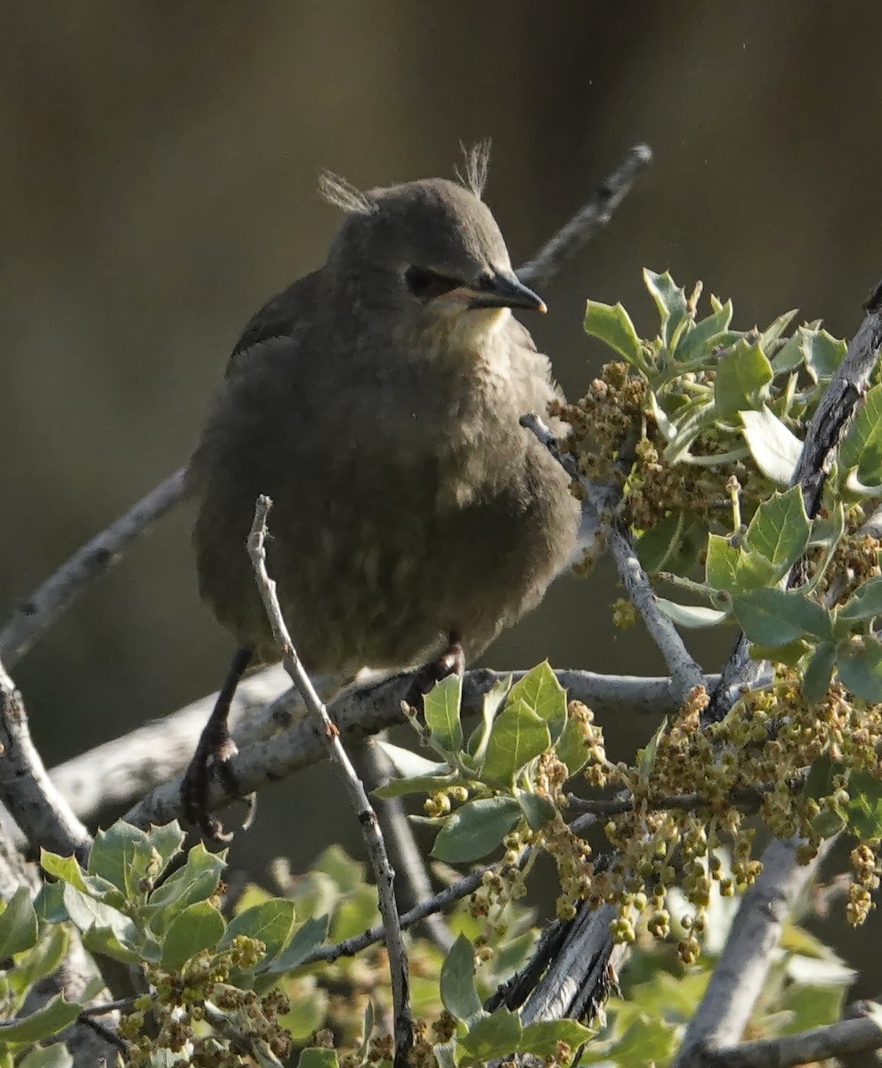 European Starling - ML573248711