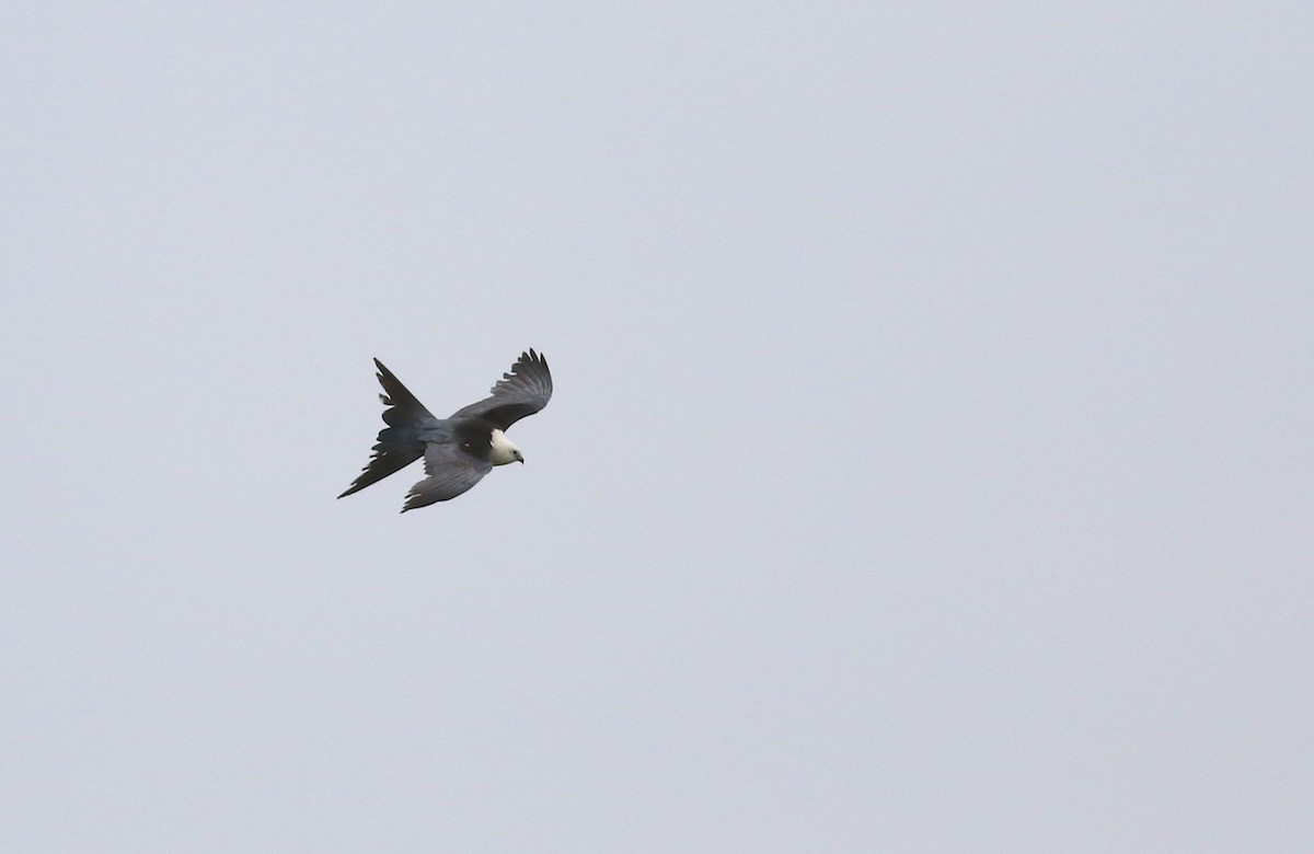 Swallow-tailed Kite - ML573249221