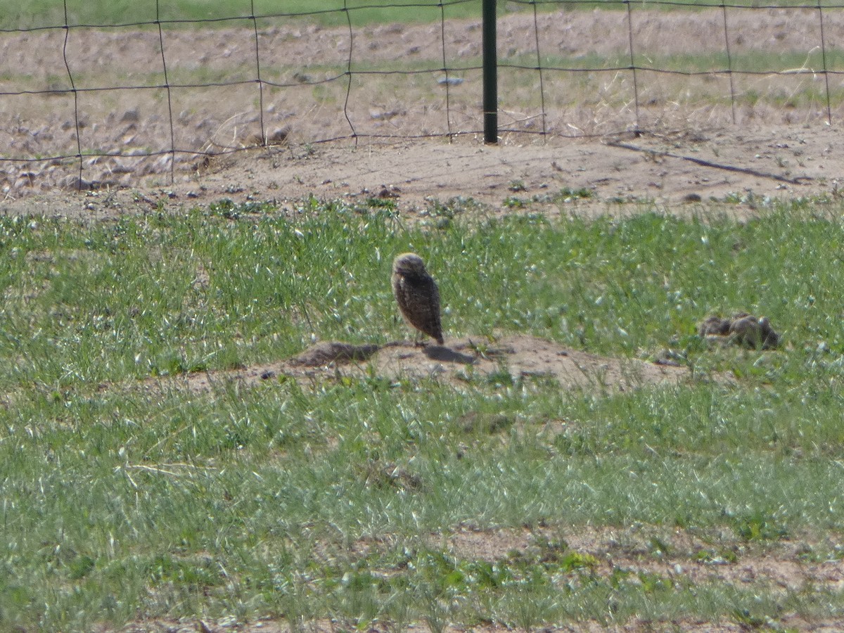 Burrowing Owl - ML573249231