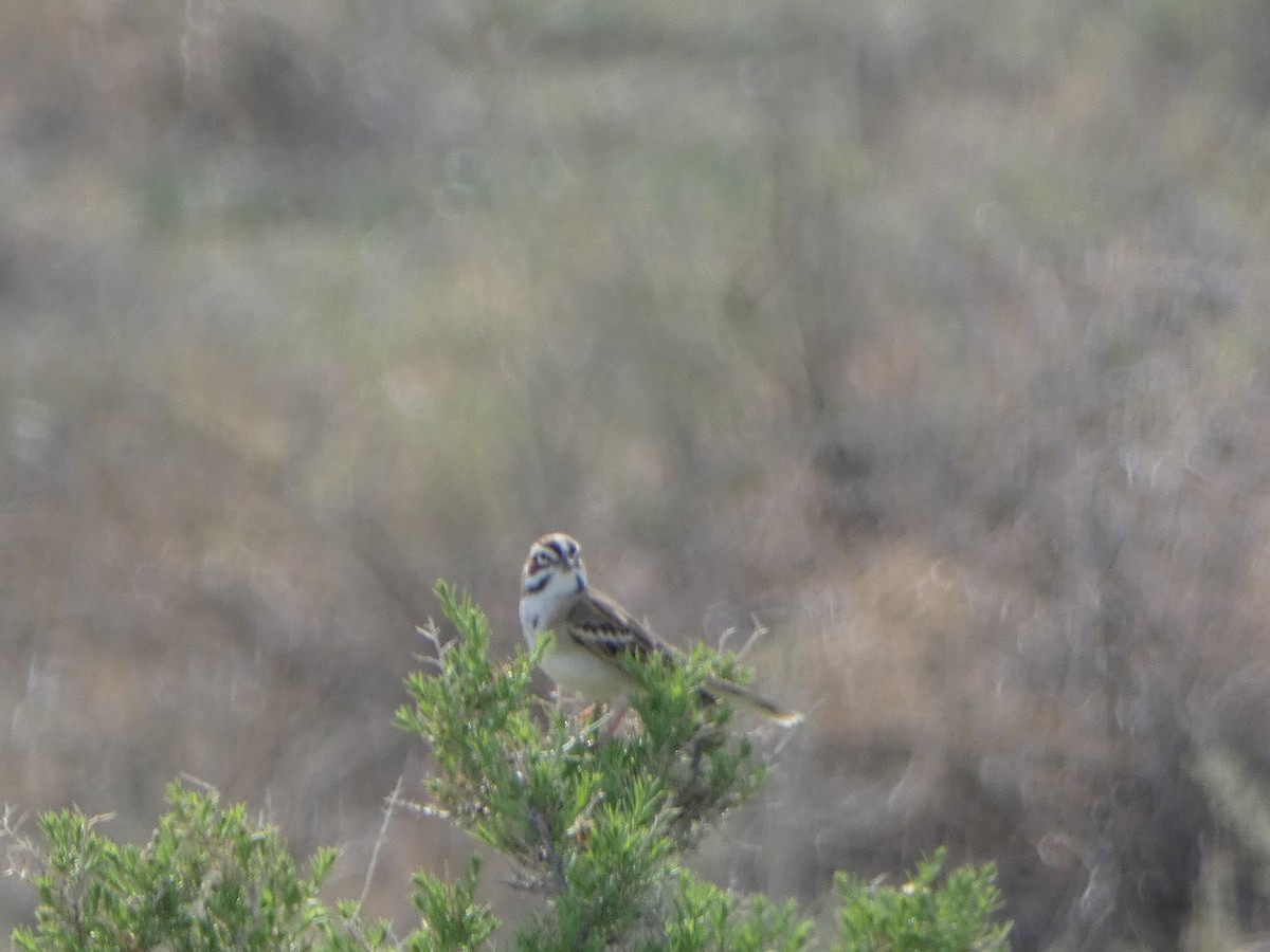 Lark Sparrow - ML573249481