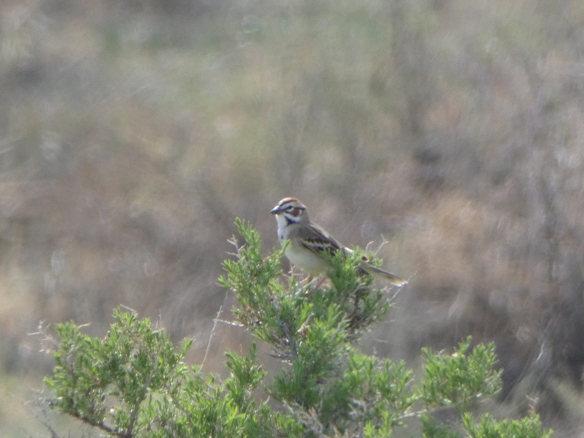 Lark Sparrow - ML573249941