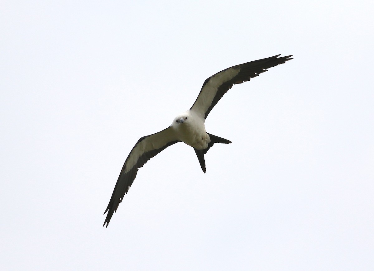 Swallow-tailed Kite - ML573250061