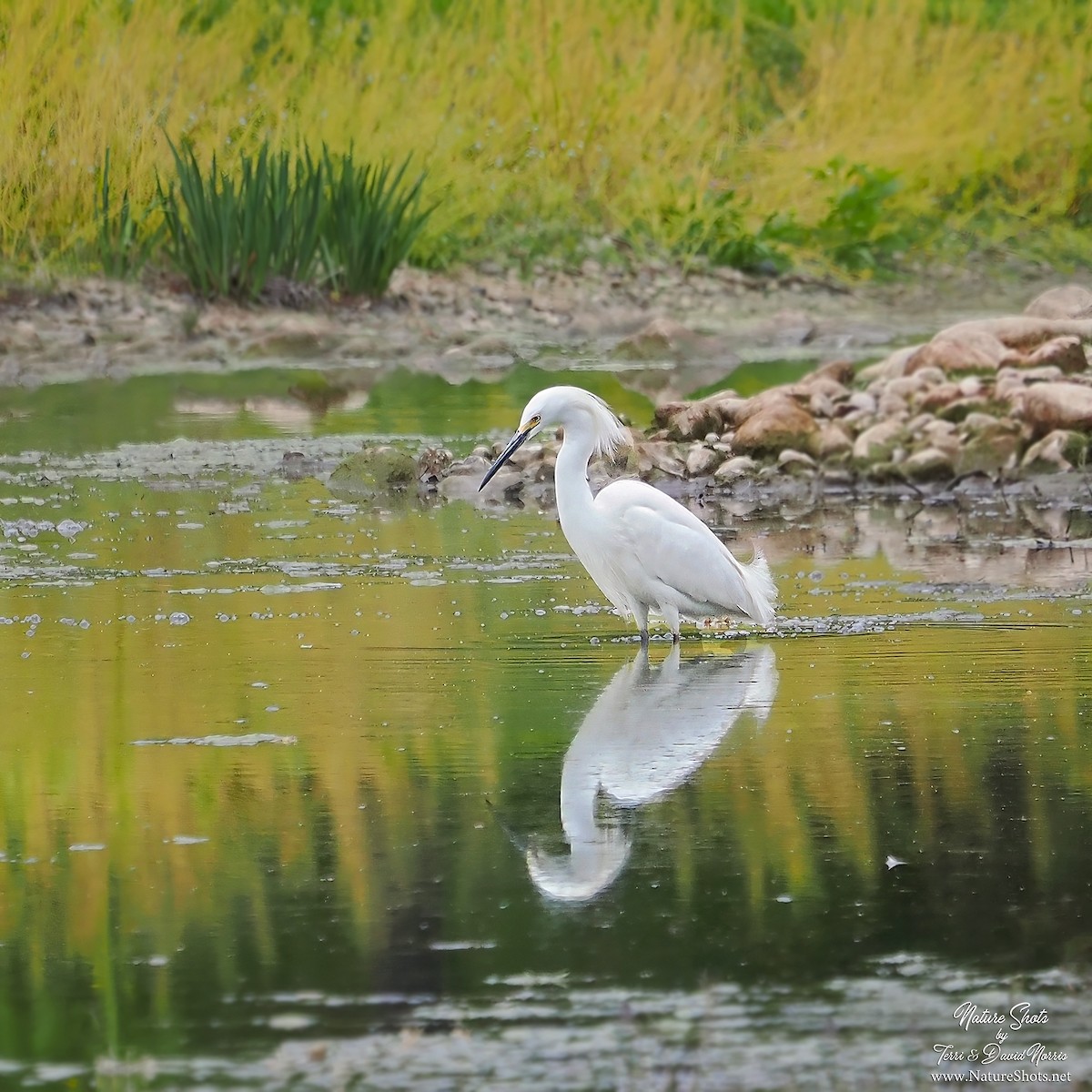 Snowy Egret - ML573250401