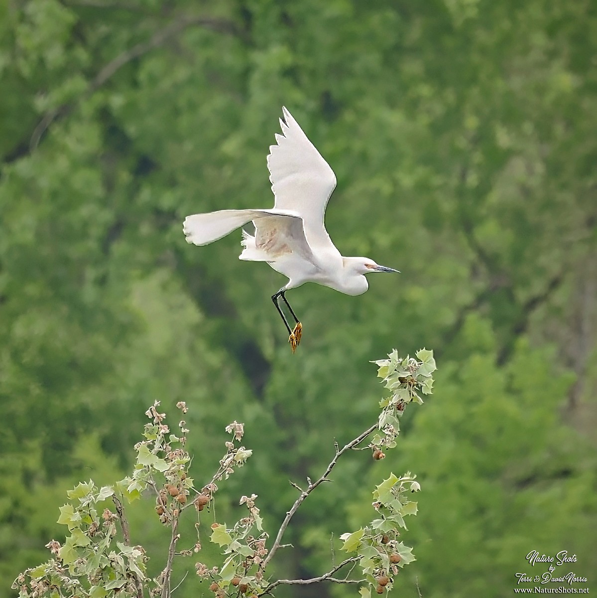 Snowy Egret - Terri Norris