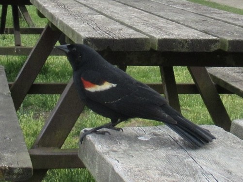 Red-winged Blackbird - Heather Broddy