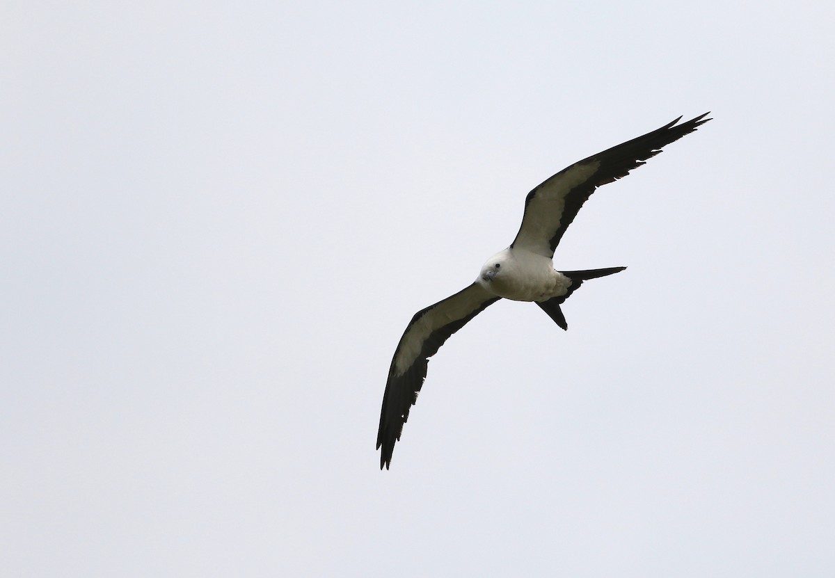 Swallow-tailed Kite - ML573250751